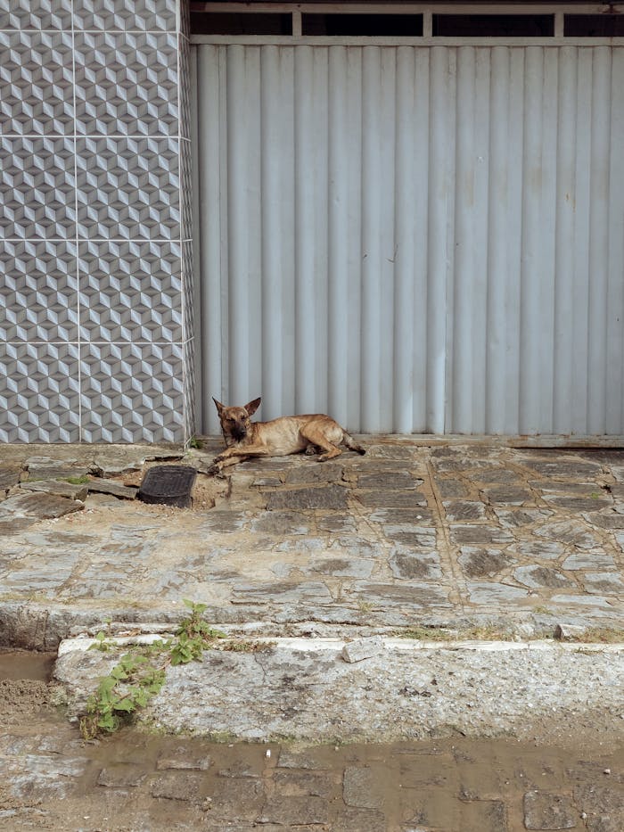 A dog lying on a pavement near a garage door in Campina Grande, Brazil.